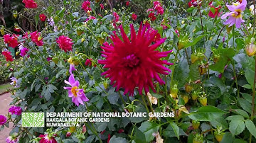 HAKGALA BOTANIC GARDEN Official Video Suvisara Creations wav