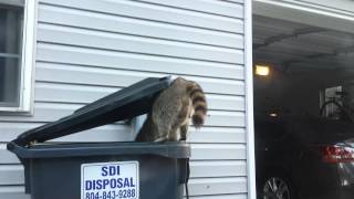 The trash can bandit caught red handed!