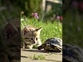 A curious little kitten with big round eyes cautiously approaches a slow turtle in a bright outdoor