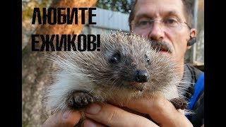 Любите ёжиков! Любите ёжиков!
