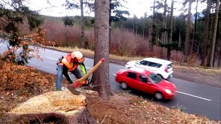 Risky felling of trees by the road during full traffic 485-2023, part 2. Stihl 462 Chainsaw.