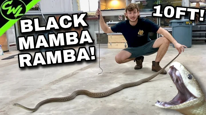 Black Mamba in a BAD MOOD!