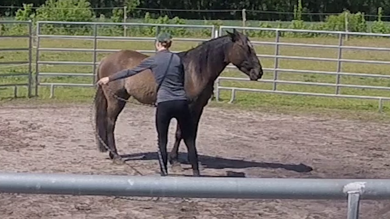Desensitizing Your Horse to Ropes on His Legs YouTube