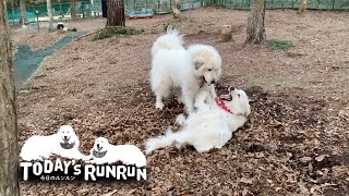 泥だらけになりながらアランの遊び相手をするルンルンです　Great Pyrenees　グレートピレニーズ