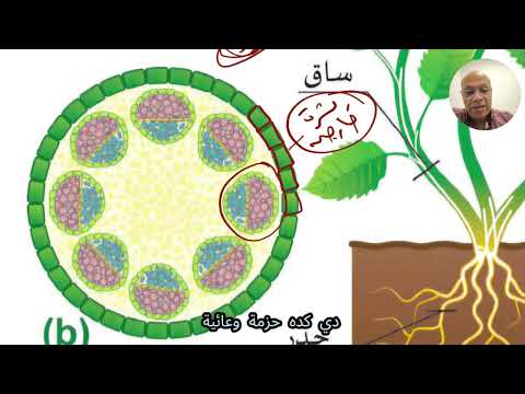 الحزم الوعائية شرح مختصر وبسيط لكن مفيد