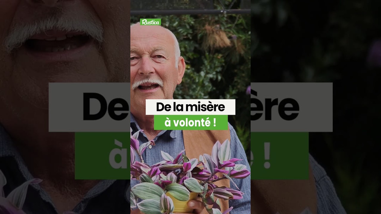 Bouturer votre Misère avec les conseils d'Hubert Fontaine 🌱