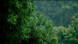 🌧️ Rain in the Forest | 2-Hour White Noise for Babies | Gentle Rain screenshot 5