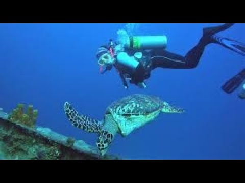 Friendly sea turtle swims straight to scuba divers for a face to face look
