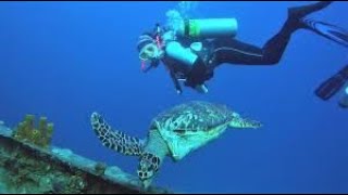 Friendly sea turtle swims straight to scuba divers for a face to face look