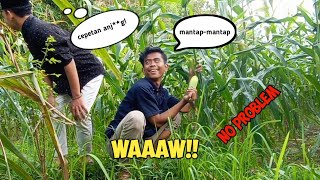MALING JAGUNG😱 kelakuan bocah koplak|| kang curi🤣🤣