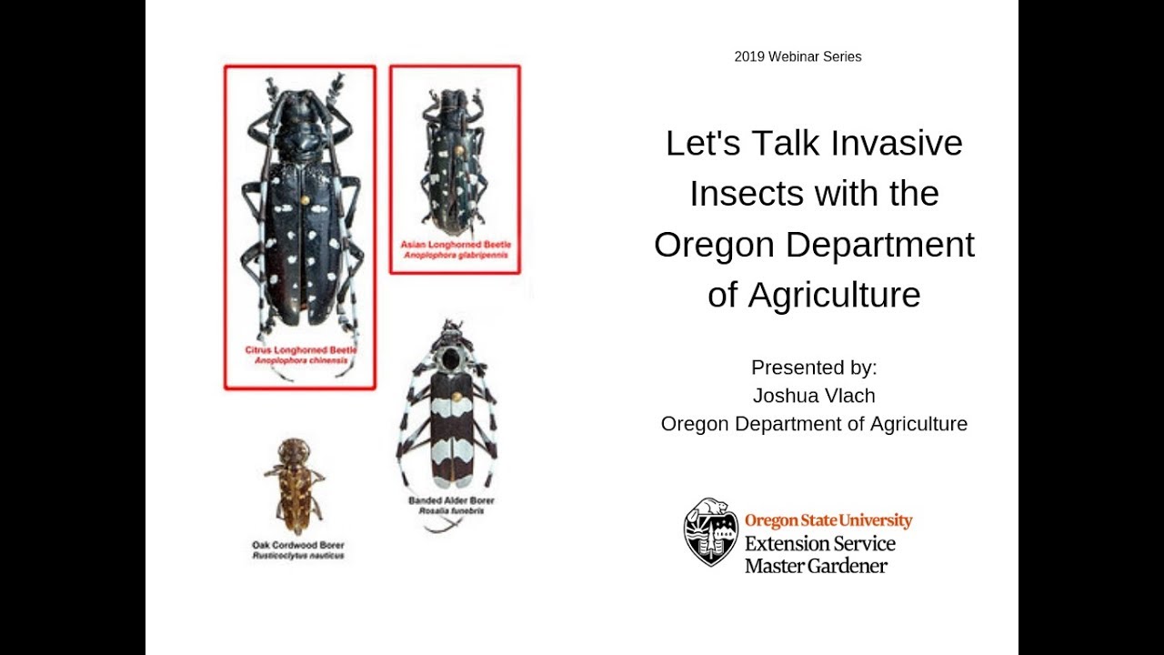 Let's Talk Invasive Insects with the Oregon Department of Agriculture ...
