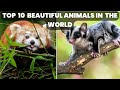 Top 10 Beautiful Animals In The World