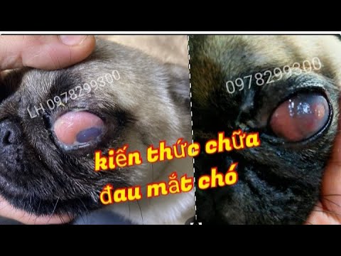 Video: Đục Thủy Tinh Thể ở Chó: Mọi Thứ Bạn Cần Biết