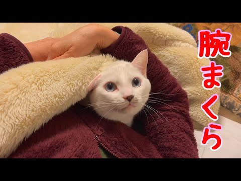 夜はママの腕枕じゃないと寝れない弟猫が可愛過ぎる