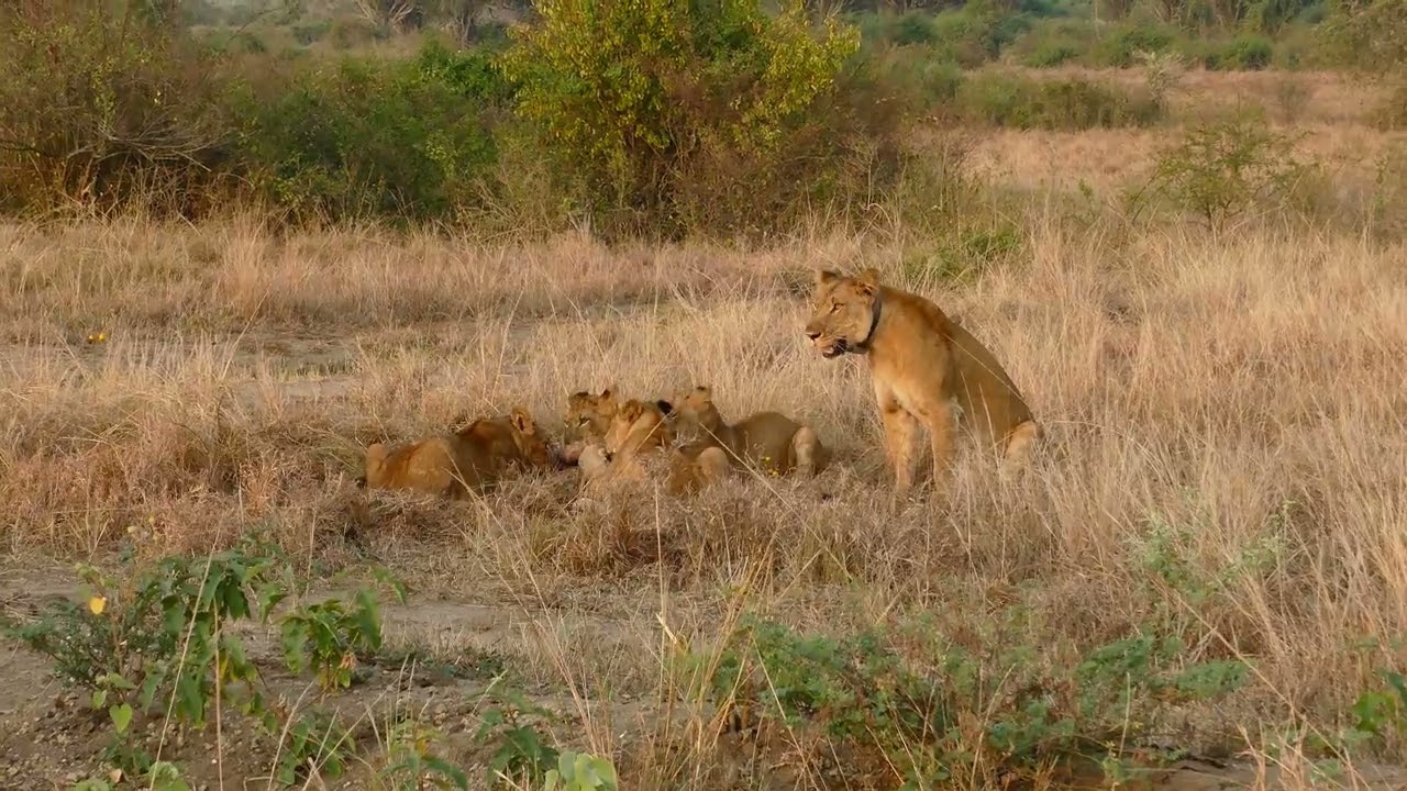 Lions adolescents #5 (tout le monde se rejoint) 