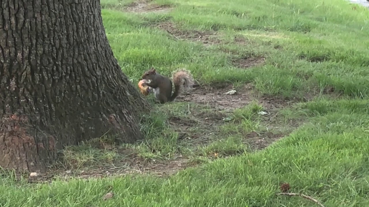 Squirrel Eating A Donut YouTube