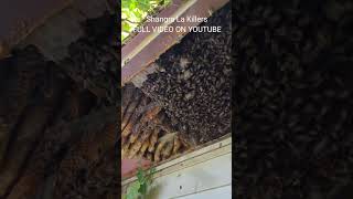 Shangra La #killerbeeguy #invasivespecies #killerbee #honeybee