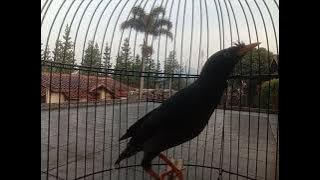 Suara burung jalak kebo gacor unik plongaa plongo viral