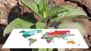 Mentha Field Mint Japanese Mint - In Nepali