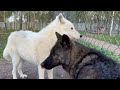 Канадская волчица защищает человека от вожака🐺❤️ Алмаз чуть не съел нашего кота😱