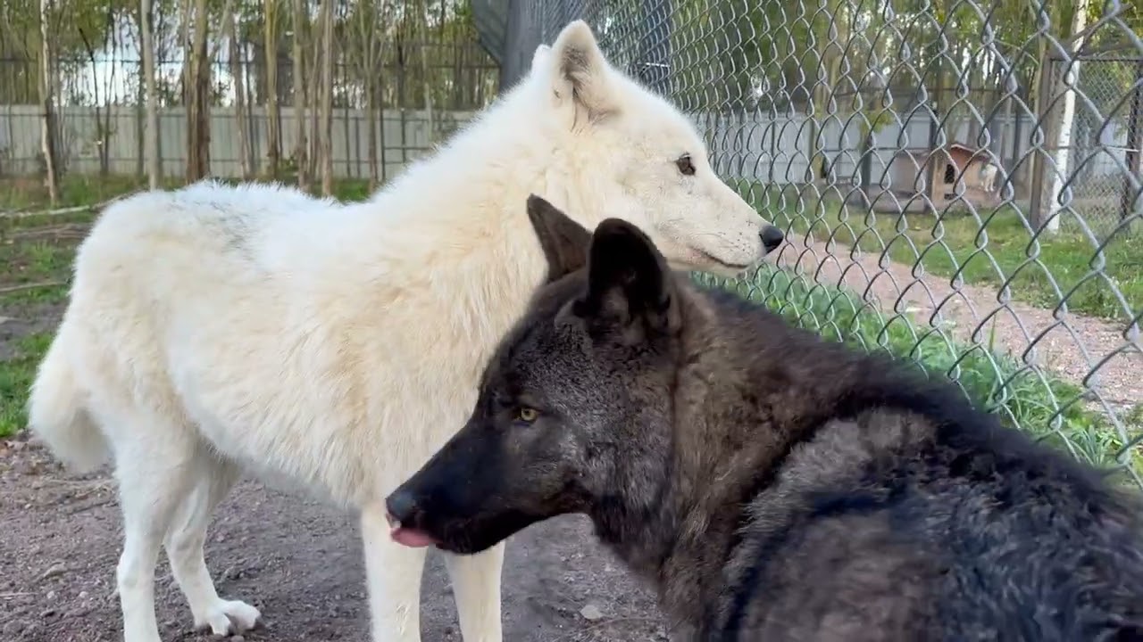Канадская волчица защищает человека от вожака🐺❤️ Алмаз чуть не съел нашего кота😱