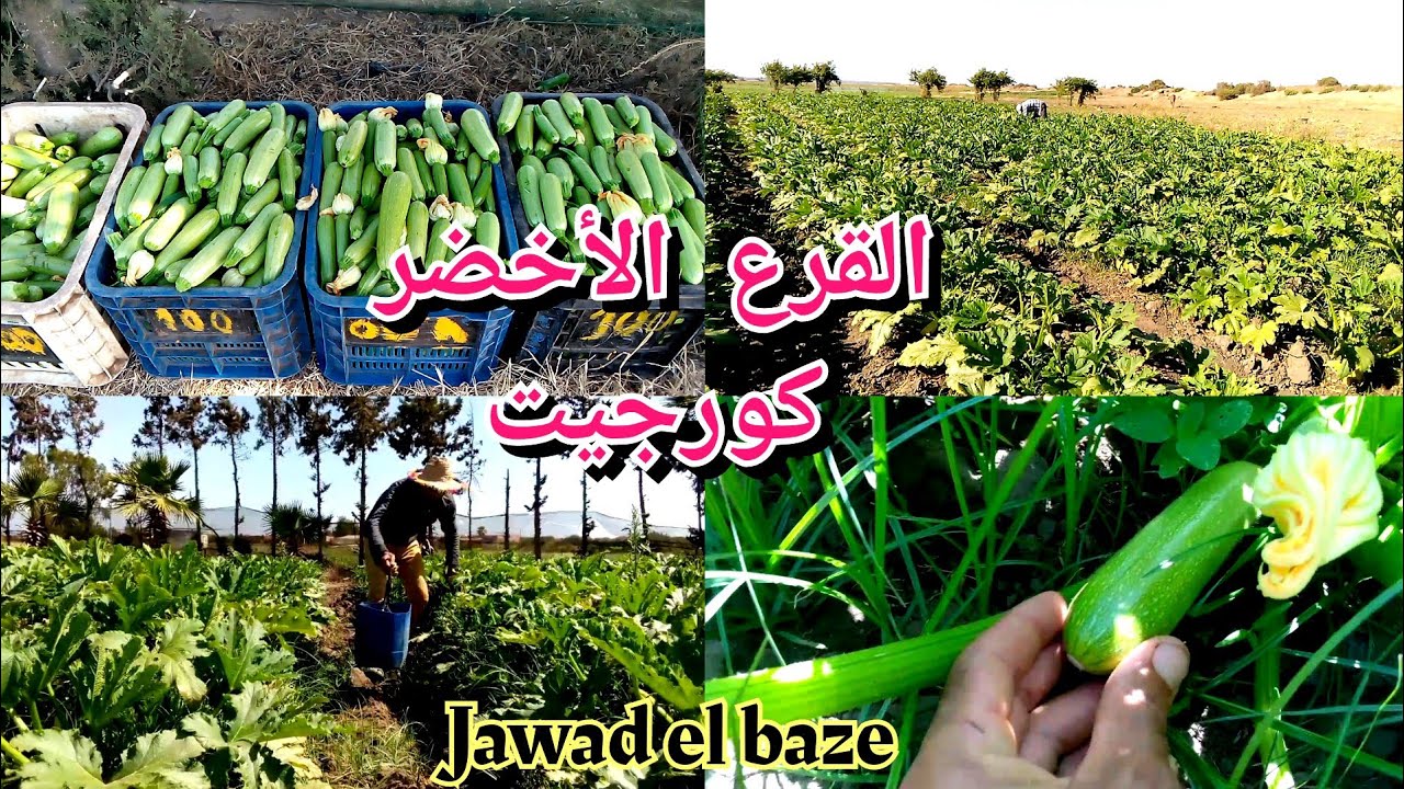 القرع الأخضر كورجيت ما شاءلله عطات الخير