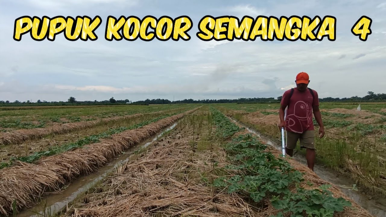 Pemupukan Kocor Semangka Yang Ke Empat Di Usia 25 HST #pertanian #nardyshu #semangka