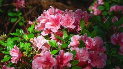 How to Prune Your Reblooming Encore Azaleas