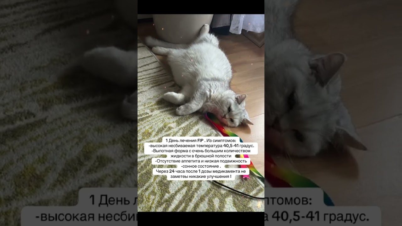 FIP- инфекционный перитонит у кошек. 1 день экспериментального лечения противовирусным препаратом