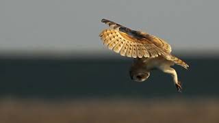 female barn owl 🦉 at wallasea island RSPB