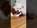 You will fall in love with the gentle bond between these two dogs.#animals #cute #dog #puppy