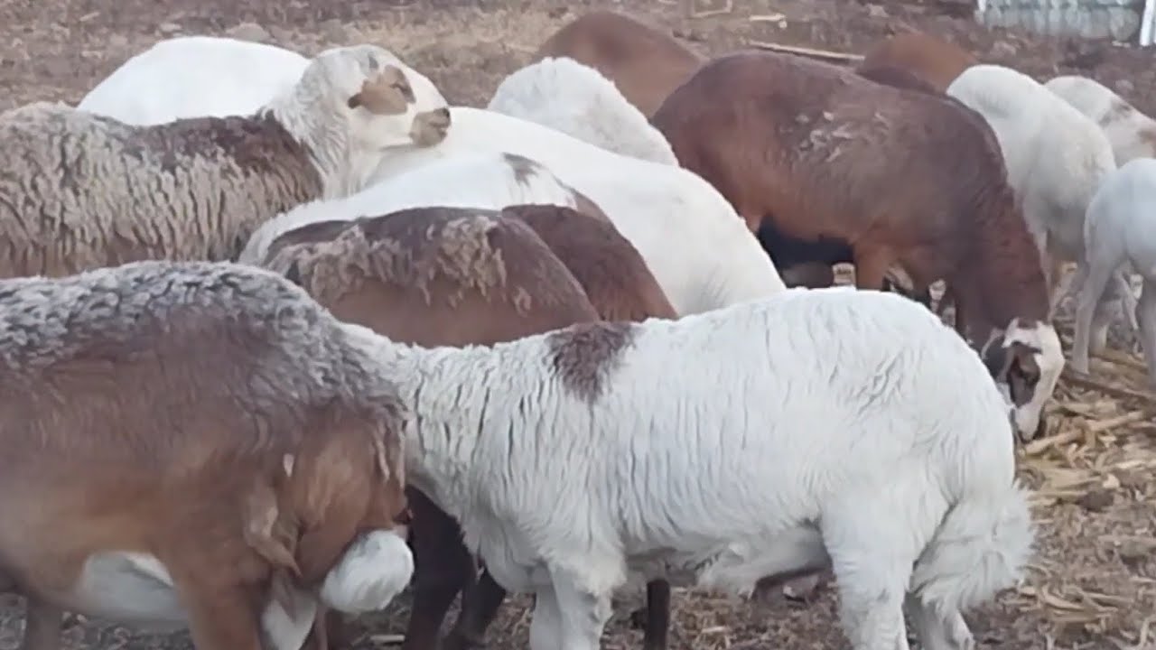 በግ እርባታን ያለምንም ወጭ ይጀምሩ | የበግ እርባታ ለወጣቶች ተመራጭ ቢዝነስ ነው| #sheep #goat #sheepgoatfarm