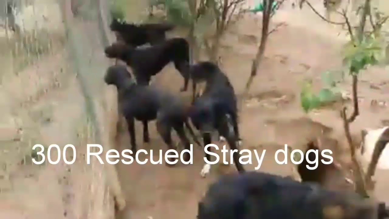 300 Happy Dogs at DejanVucjak Shelter in Serbia YouTube