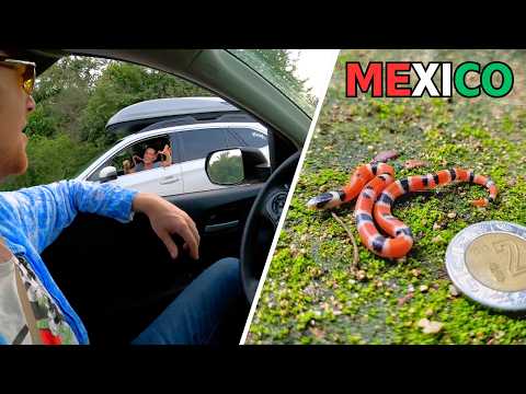 Mexico Lost Tapes: Went for Snakes, Got Much More!