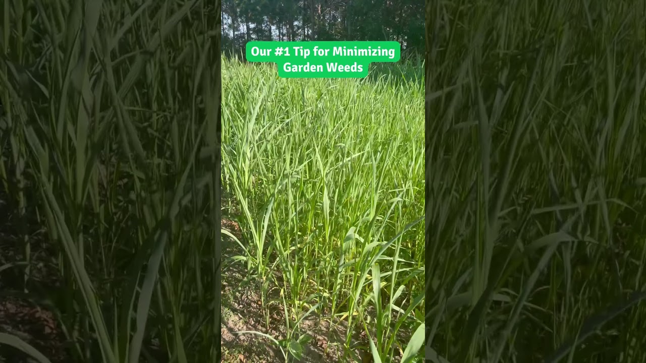 The Best Way to Reduce Garden Weeds!