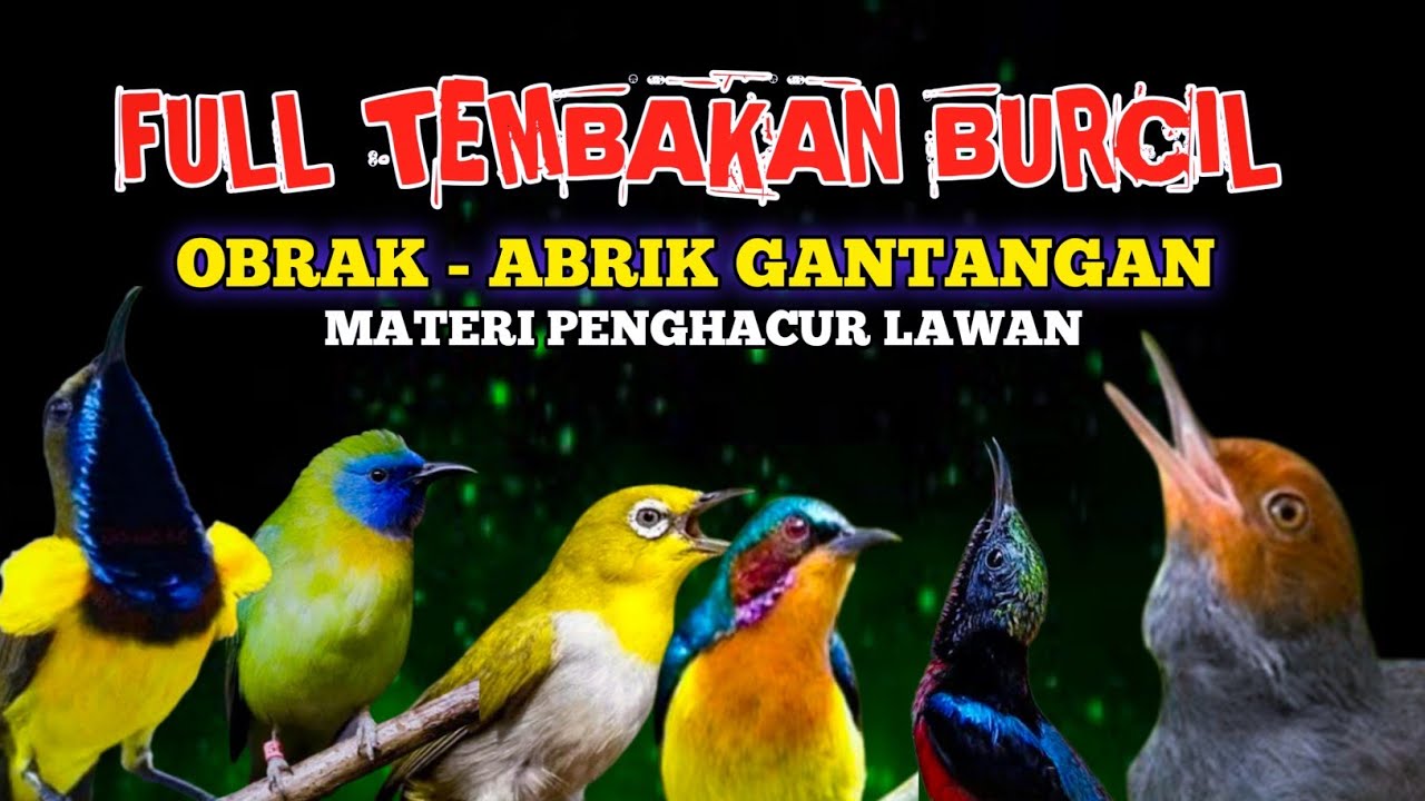 🔥 FULL TEMBAKAN BURCIL PALING GILA!! OBRak – ABRIK GANTANGAN | Materi Penghancur Lawan 🔥