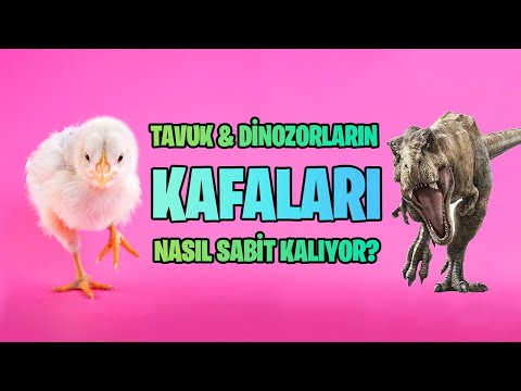 Tavuklarda Kafa Stabilizasyonu ve Dinozorlarla Evrimsel Akrabalık