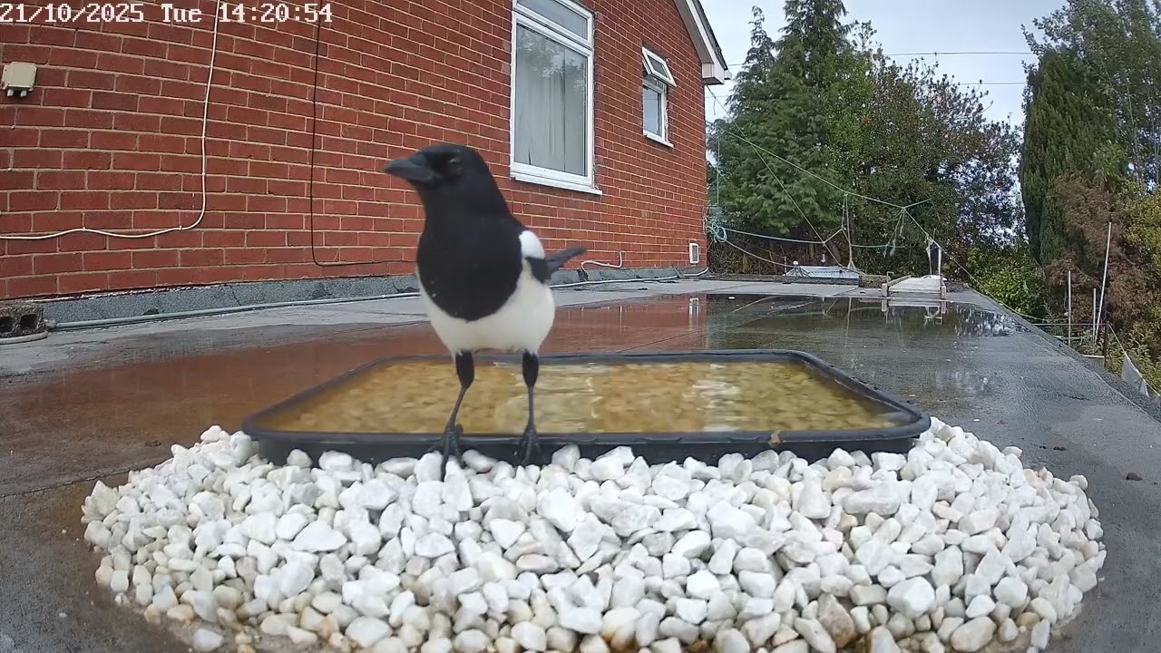 Magpie bathing, 21st October 2025
