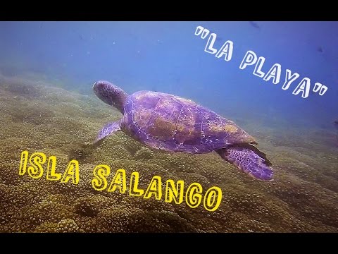 Diving in Ecuador, Isla Salango, "La Playa" / Buceo en "La Playa", Isla Salango, Ecuador.