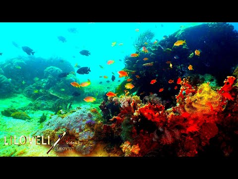 MUSIC AT THE BOTTOM OF THE OCEAN