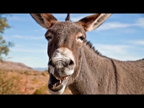 funny-jokes---the-old-texas-donkey-switcharoo...