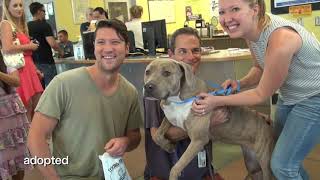 Four Days For Life - LA Animal Services
