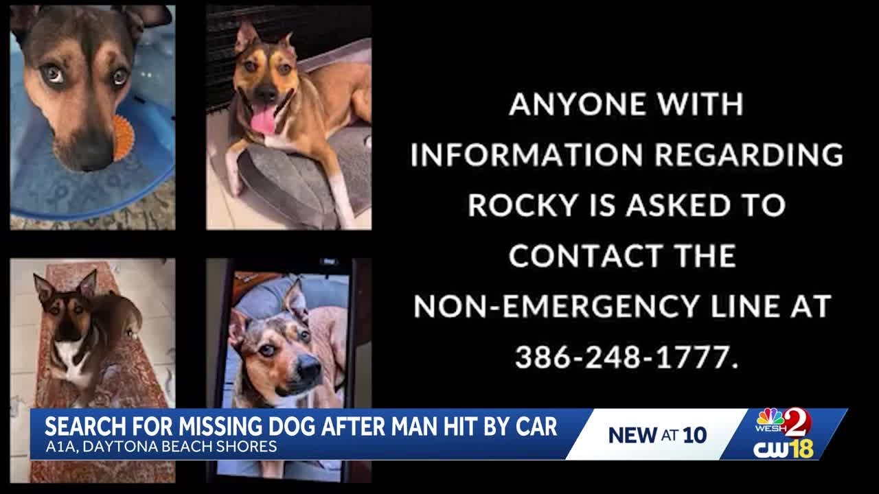 Search for missing dog in Daytona Beach Shores after car accident