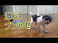 ハンドタオルを咥えて激しく振り回す子犬が面白い Puppy swings towel
