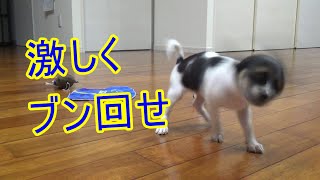 ハンドタオルを咥えて激しく振り回す子犬が面白い Puppy swings towel
