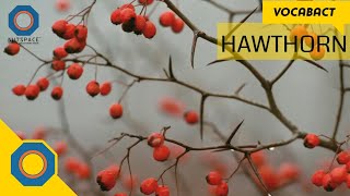 Hawthorn Meaning | VocabAct | NutSpace