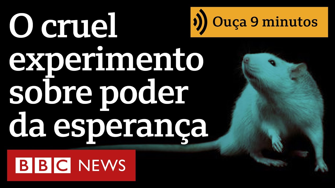 Megainfestação de ratos devasta fazendas na Austrália 