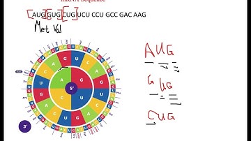 Translation using codon wheel