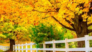 Download lagu New England Autumn Forest Trail, Instrumental Acoustic Indie/Folk Playlist, Open Road Folk Music