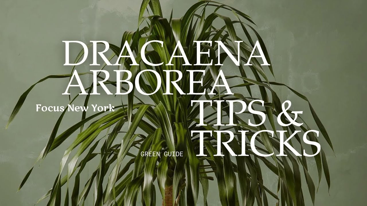 Уход за комнатным растением Драцена древовидная